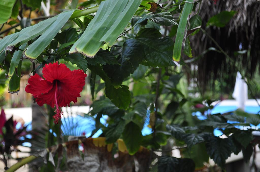 Green Tulum Cabanas & Gardens Bagian luar foto