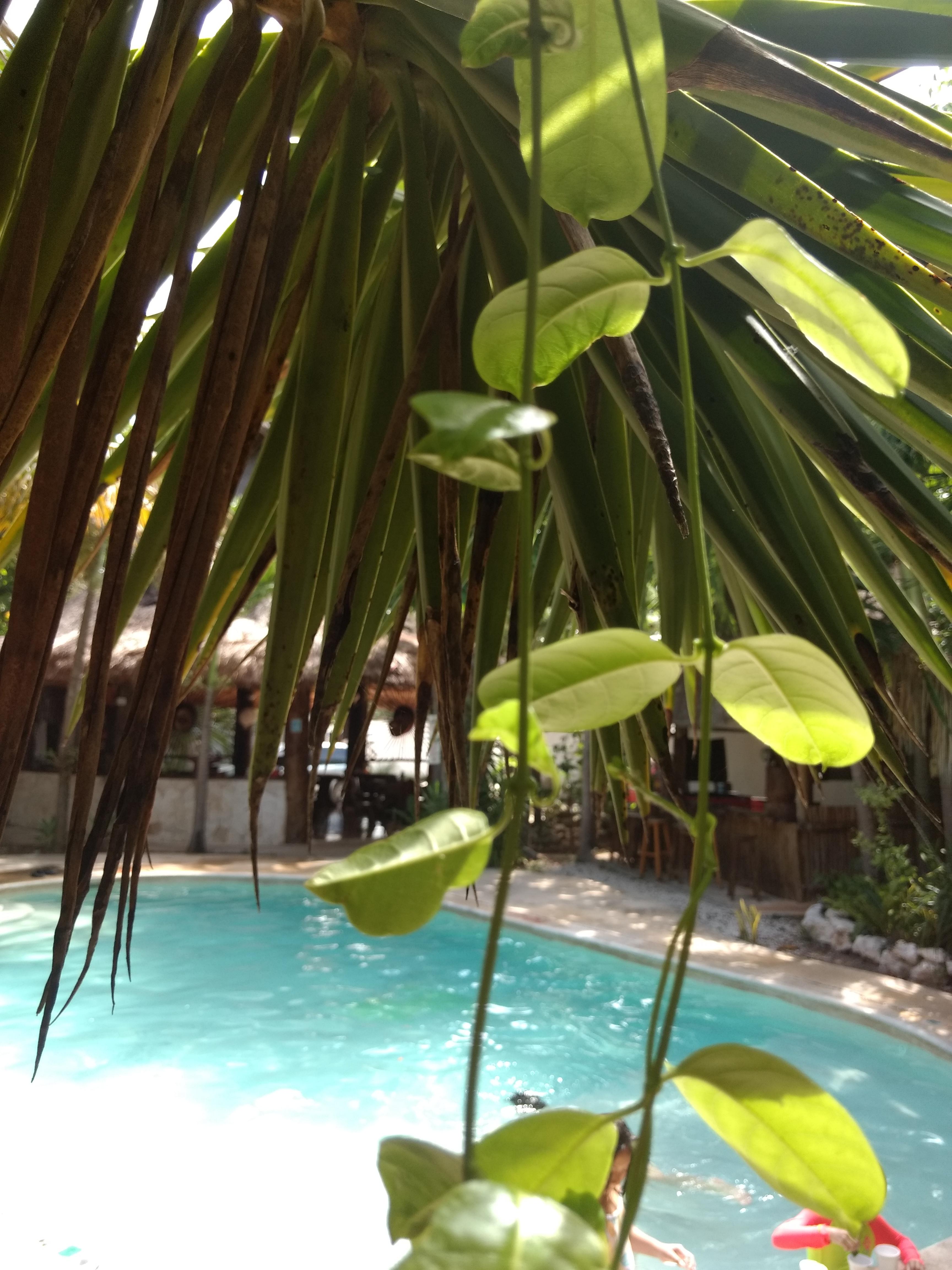 Green Tulum Cabanas & Gardens Bagian luar foto